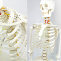 SKELETON01-1 (12361-1) медицинские науки гибкая жизнь-Размер скелет 170см медицинский анатомический скелет модели